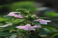 Barleria cristata